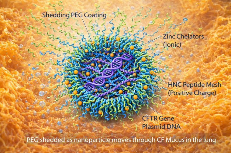Cationic peptide engaging and crossing the cell membrane