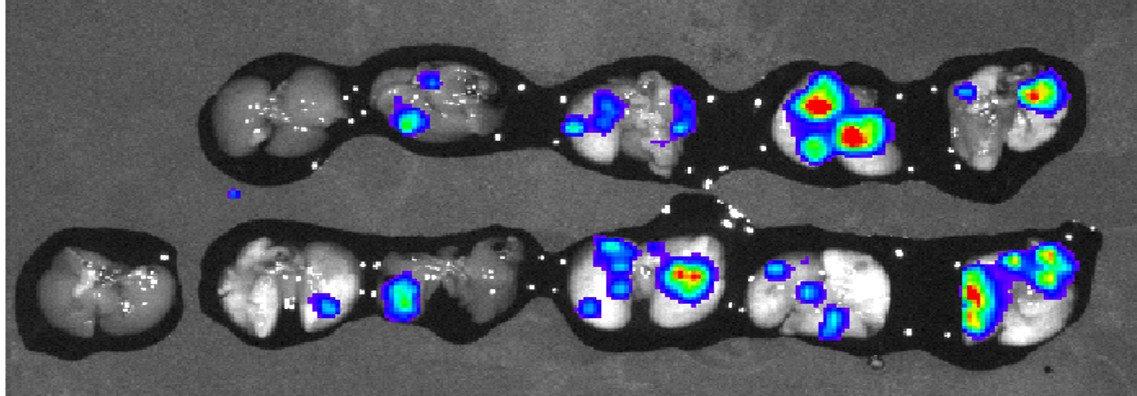 Bioluminescence imaging of excised mouse lungs showing luciferase expression after Vectranox delivery