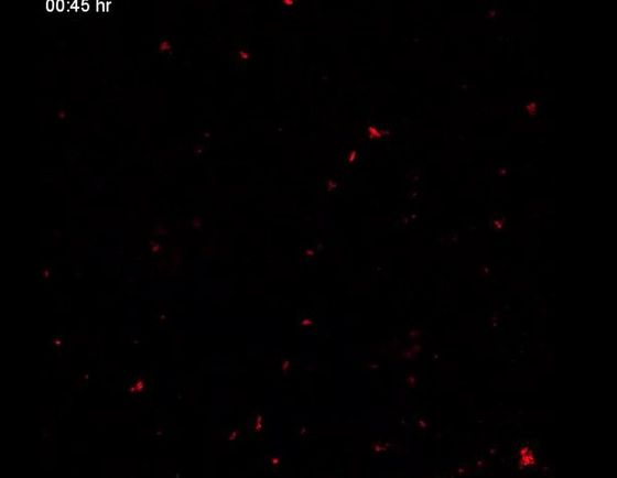 Particles dispersed through mucus layer at 45 minutes