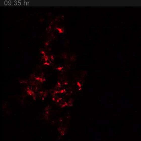 Particles consolidating at cell surfaces at 9.5 hours