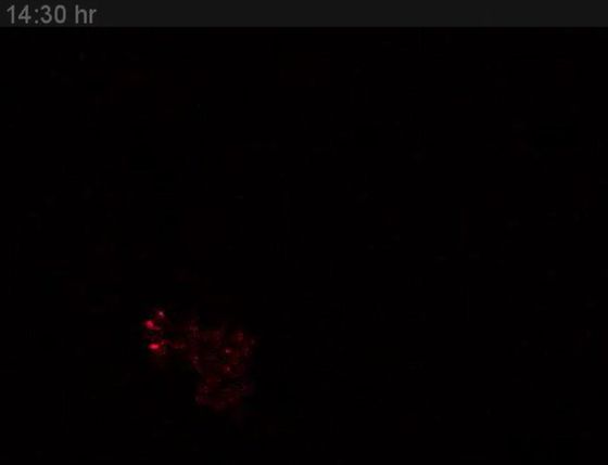 Field clearing at 14.5 hours consistent with cellular uptake
